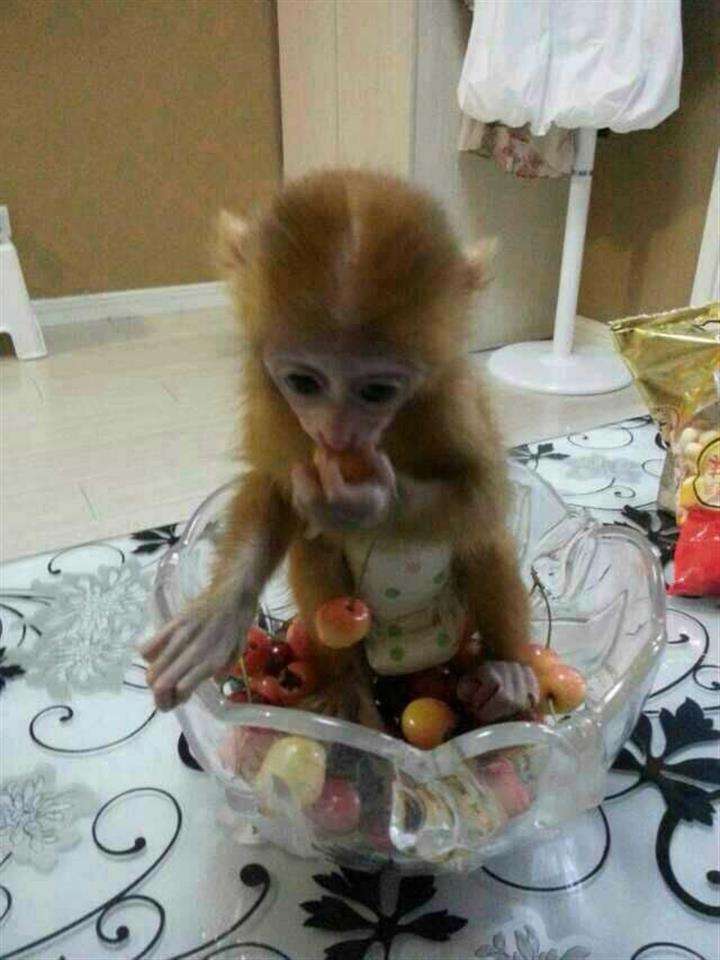 做假摩尔多瓦